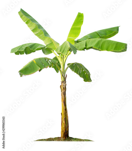 Banana tree isolated on white background