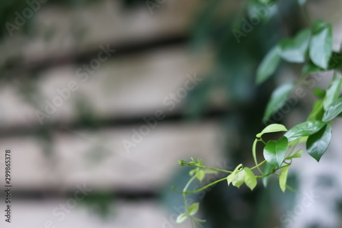 Green leaves in nature background.
