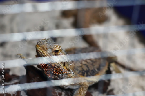 Bearded Dragon in an aluminum mesh