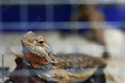 Bearded Dragon in an aluminum mesh