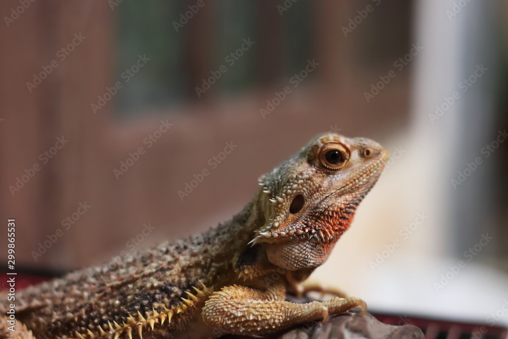 Bearded Dragon on the small logs was staring at something. Stock Photo Adobe Stock