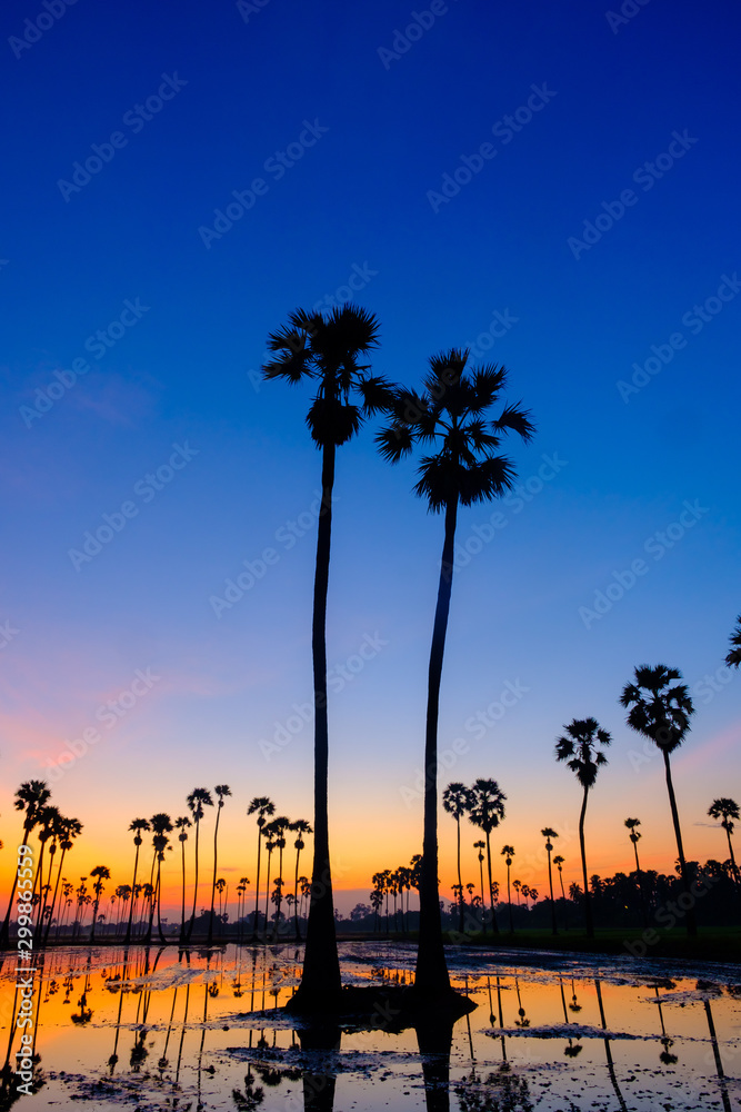 Obraz premium silhouette palm tree in the morning