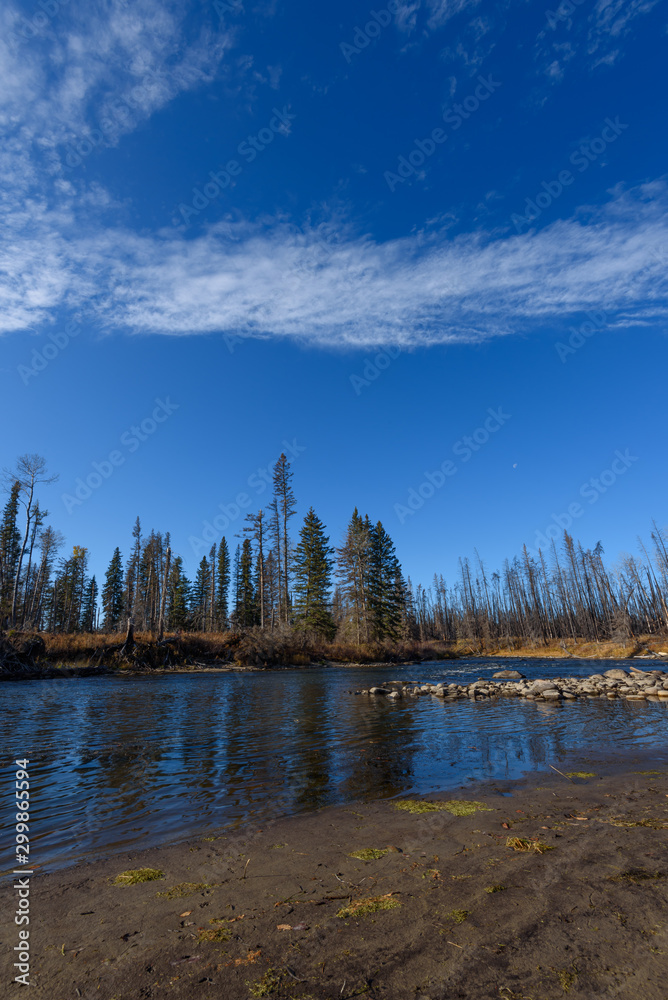 river in evergreen forest