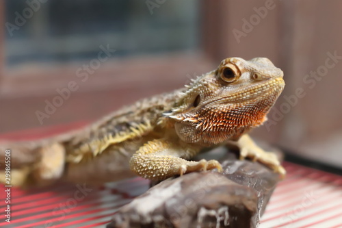 Bearded Dragon on the small logs was staring at something.