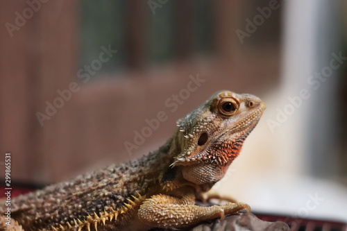 Bearded Dragon on the small logs was staring at something.
