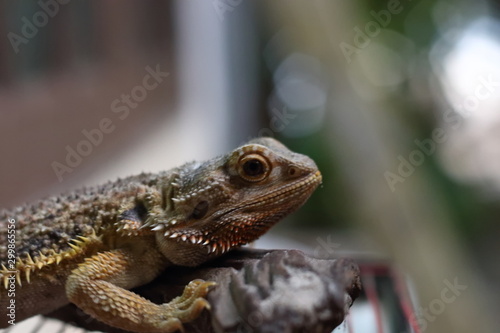 Bearded Dragon on the small logs was staring at something.
