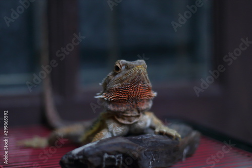 Bearded Dragon on the small logs was staring at something.
