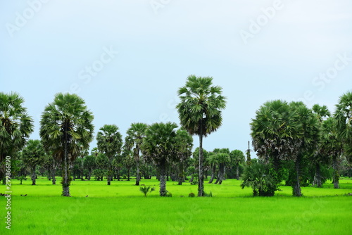 View of green rice fields and Dong Nang area around Tanote palm trees. © tharathip