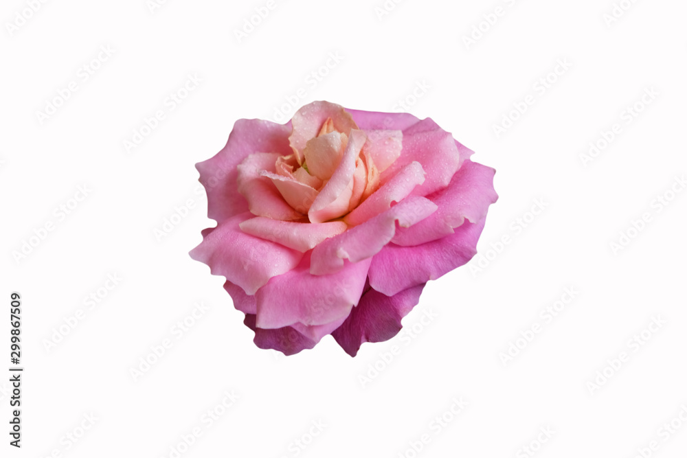 Pink rose flower with dew drops isolated with clipping mask on white background Pink rose flower with dew drops isolated with clipping mask on white background