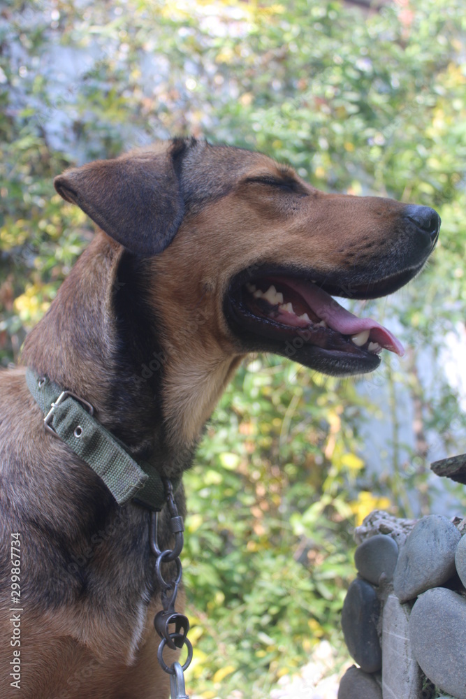 portrait of a dog