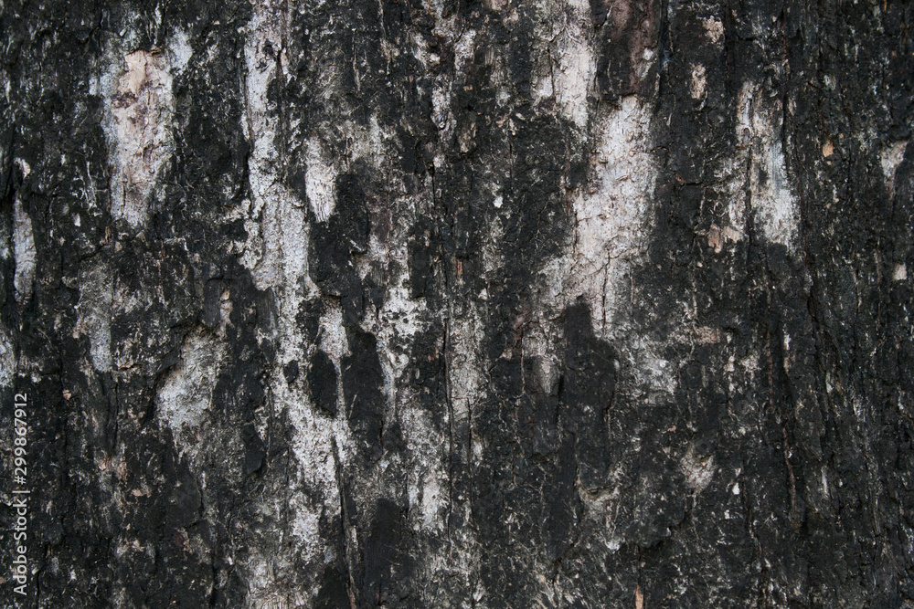 Fototapeta premium tree bark texture image