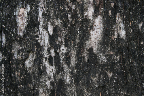 tree bark texture image © pummsk