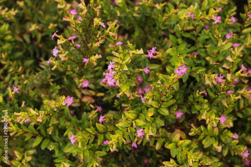 nature plant and flower outdoor photo