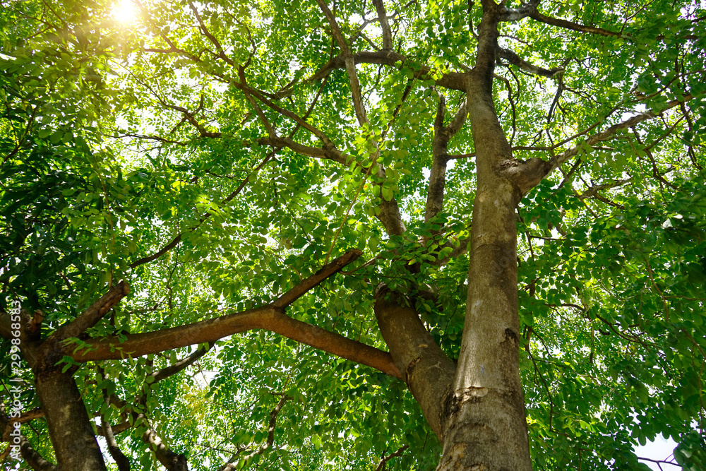Fototapeta premium Blurred Big tree nature green wood sunlight backgrounds