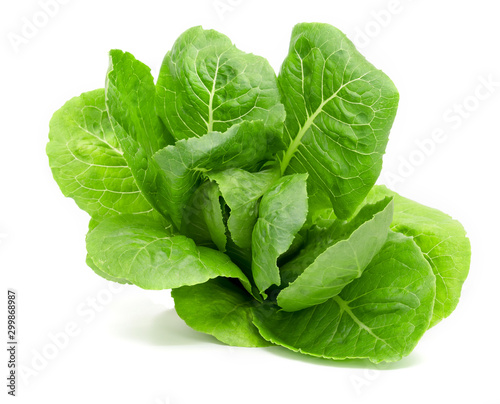 green romain or cos isolated on white background