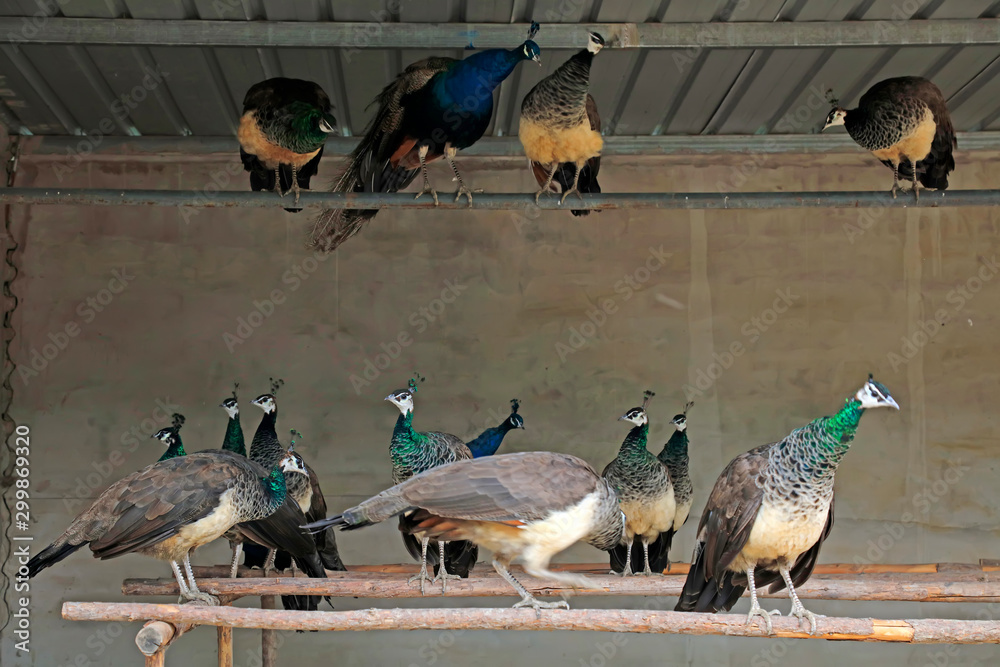 Fototapeta premium Peacocks are in the farm