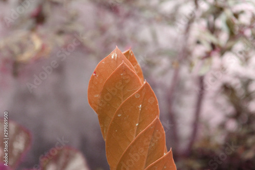 plants and flower outdoor picture