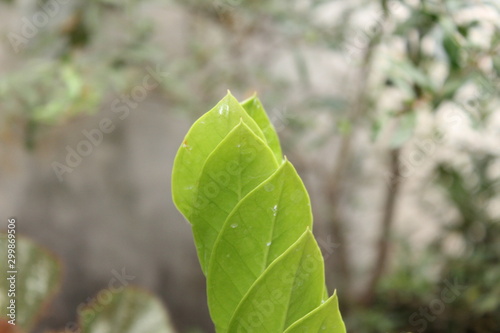 plants and flower outdoor picture