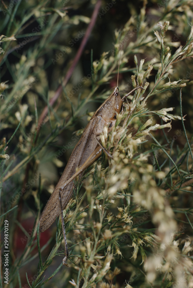 Cone-Headed Grasshopper (Conocephalus)