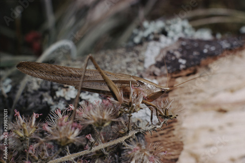 Cone-Headed Grasshopper (Conocephalus) photo