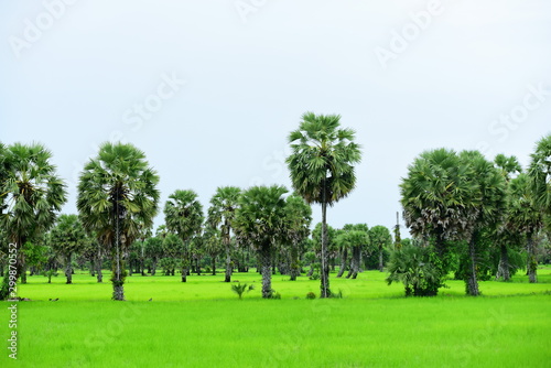 View of green rice fields and Dong Nang area around Tanote palm trees. 