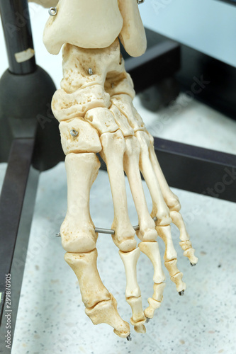 human skeletal anatomy model
