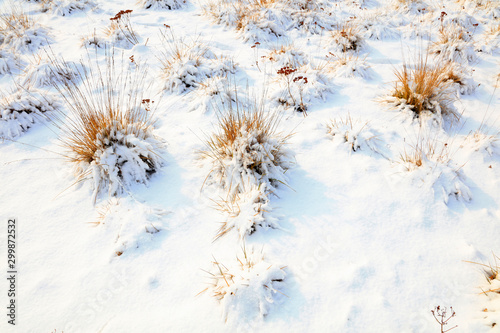 Withered grass in the snow