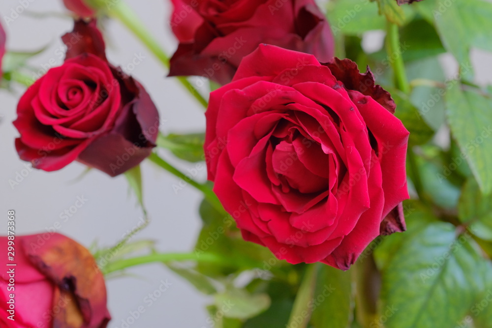 drying red rose drying red rose