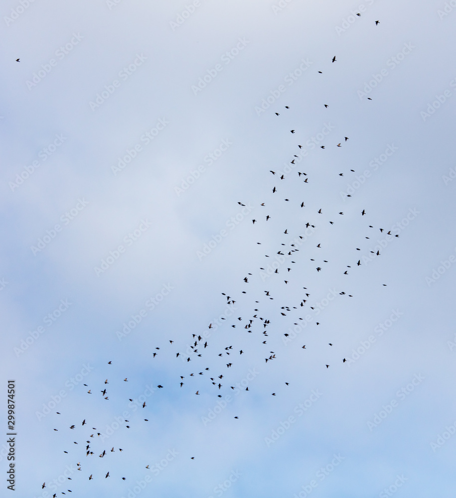 A flock of birds against the sky with clouds A flock of birds against the sky with clouds