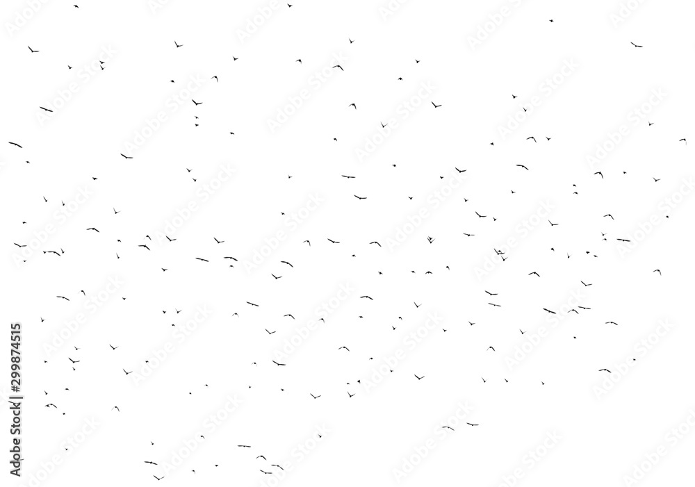 Fototapeta premium Flock of birds isolated on white background