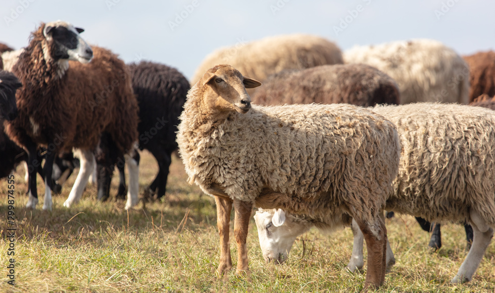 Sheep graze in the meadow
