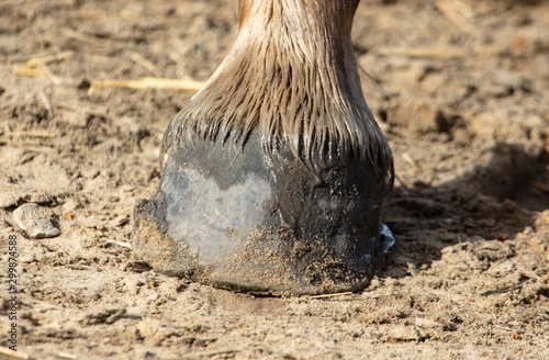 Horse hooves on the ground