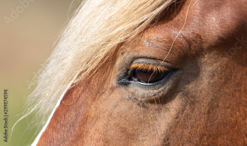 Eye on a horse portrait