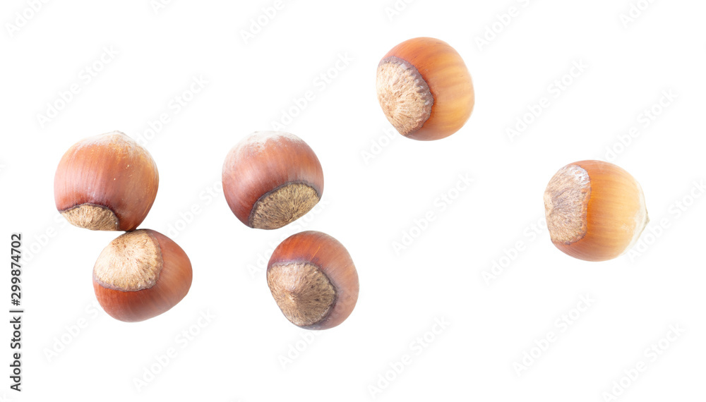 Hazelnuts nuts isolated on a white background Hazelnuts nuts isolated on a white background