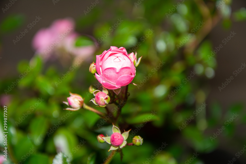 Obraz premium pink rose in the garden