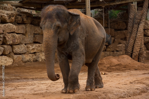 elephant standing on sandy surface in reserve