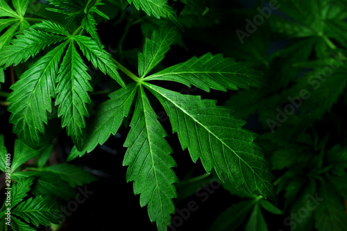 Leaves marijuana  on dark background  Beautiful medicinal  cannabis  background  indoor cultivation