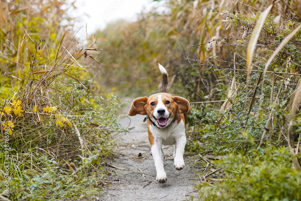 Dog Beagle running and jumping through yellow grass in a forest