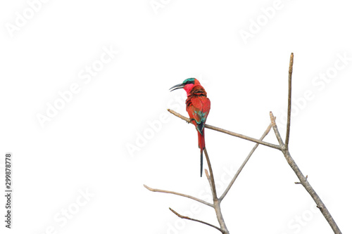 The southern carmine bee-eater (Merops nubicoides) on the branch with white background. Bee-eater isolated. photo