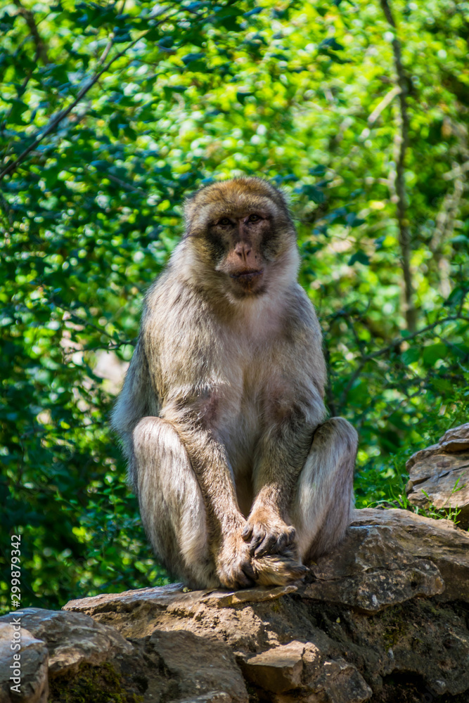 Macaque de Barbarie ou Magot. Macaque de Barbarie ou Magot.
