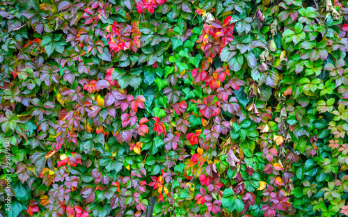 Colorful autumn leafs. Green, yellow, red, orange shades leafs. Backround 