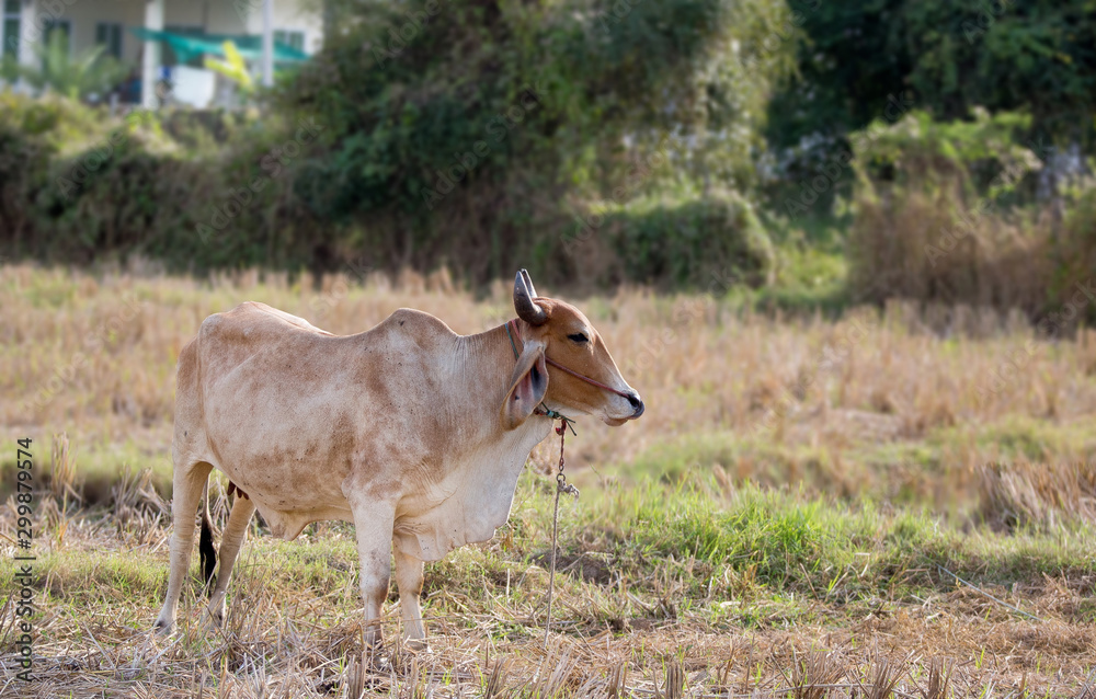 Cows are living alone in the fields. Cows are living alone in the fields.
