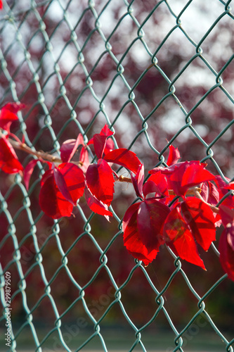 Red Leaf Creeper in the green metal chain link fence 