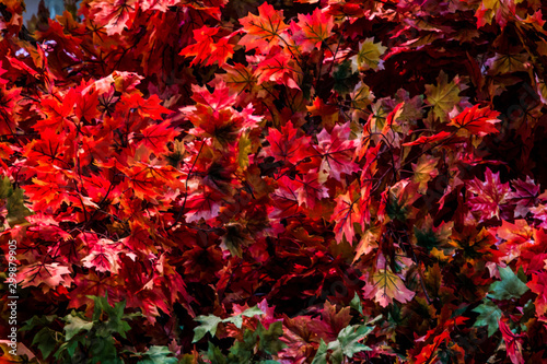 red maple leaves autumn background texture
