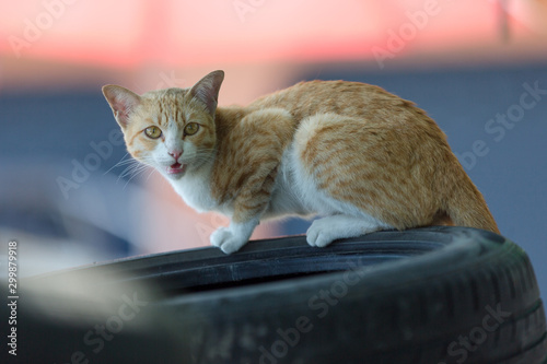 Thai female cats in orange on the tires
