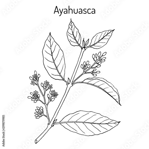 Ayahuasca Banisteriopsis caapi , medicinal plant photo