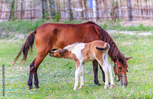 The male horse is eating milk from the mother.