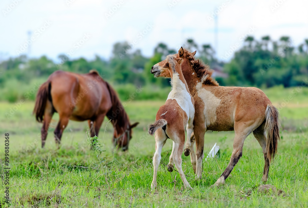 In the evening there were 2 baby horses, teasing each other. In the evening there were 2 baby horses, teasing each other.