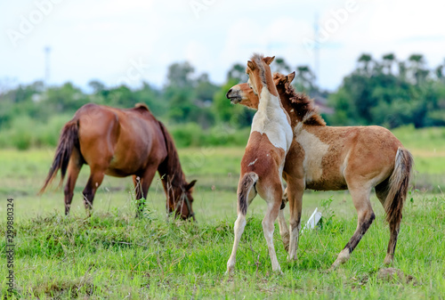 In the evening there were 2 baby  horses, teasing each other.