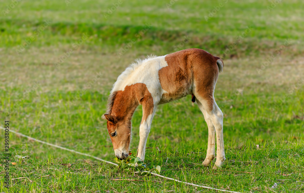 The baby male horse is smelling something.(Foal) The baby male horse is smelling something.(Foal)